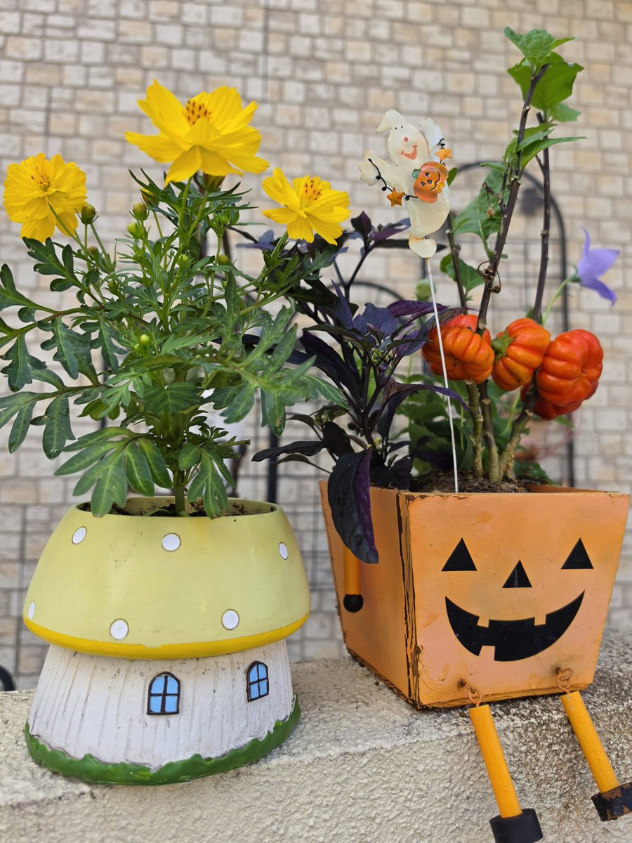 junho_kaoru0125's tweet photo. コスモス植えたよ☺💛
黄色いお花も🌼☺
家の中も摘んだ黄色いお花🌼
#ガーデニング
#テプン商事 
#이준호 #LEEJUNHO
#O3Collective https://t.co/aErj8FLnCg