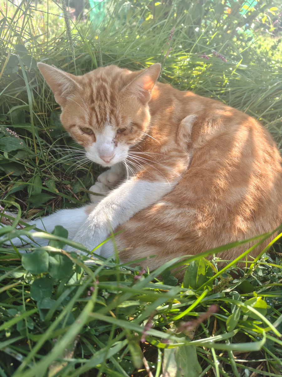 KugamineRyo's tweet photo. あとかわいいねこです https://t.co/qoYQU7rMRt