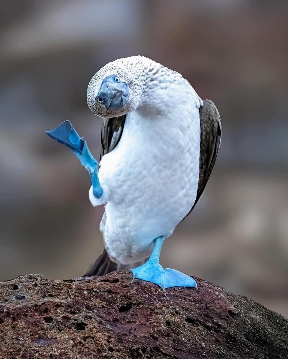 DexxingitDms's tweet photo. Update bc I changed my mind and I feel so stupid I didn’t think of this before but @AdaMurd0ck is actually a blue-footed booby ☀︎ https://t.co/cZy30ogYTB
