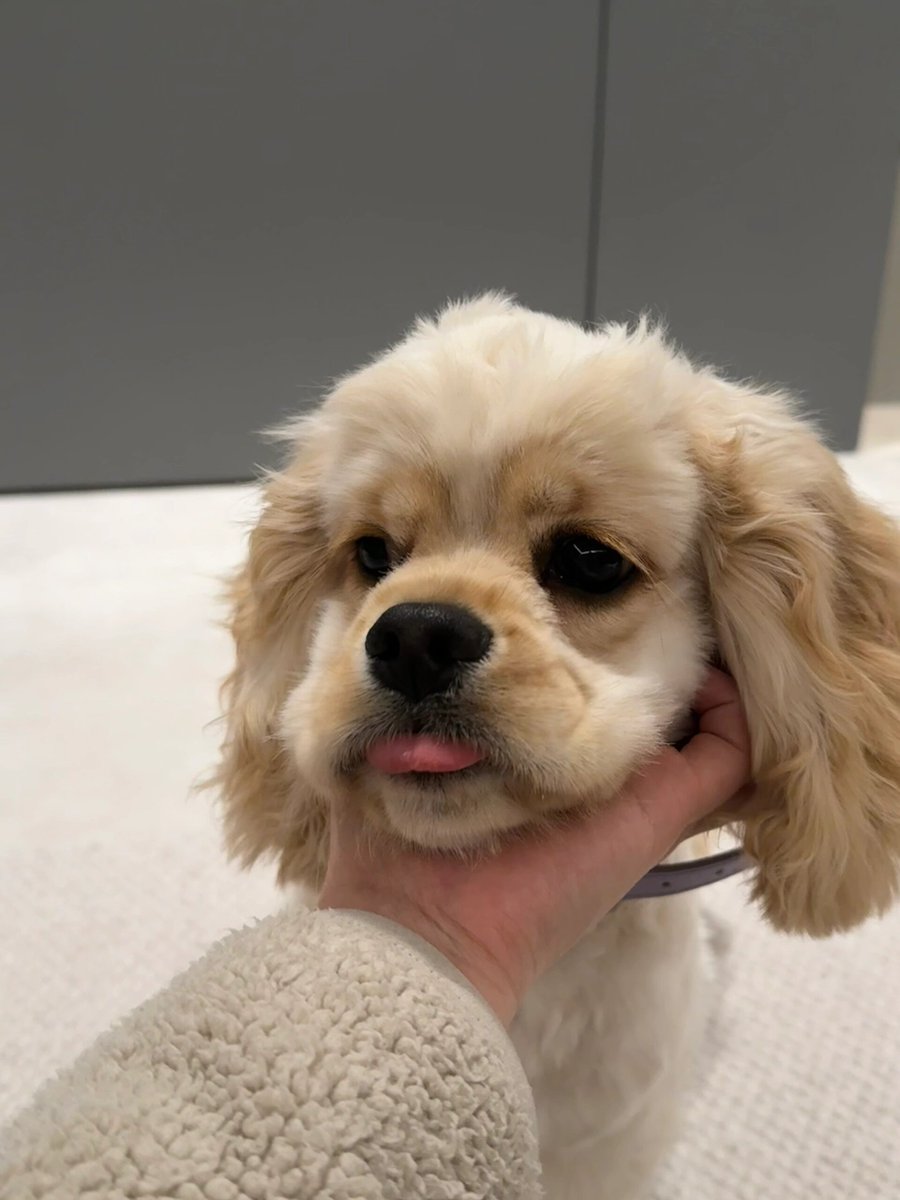mipotro's tweet photo. My little pup just hit 6 months old—watching them go from wobbly newborn zoomies to chasing squirrels like a pro is the sweetest growth win ever! https://t.co/NpEadz9o91