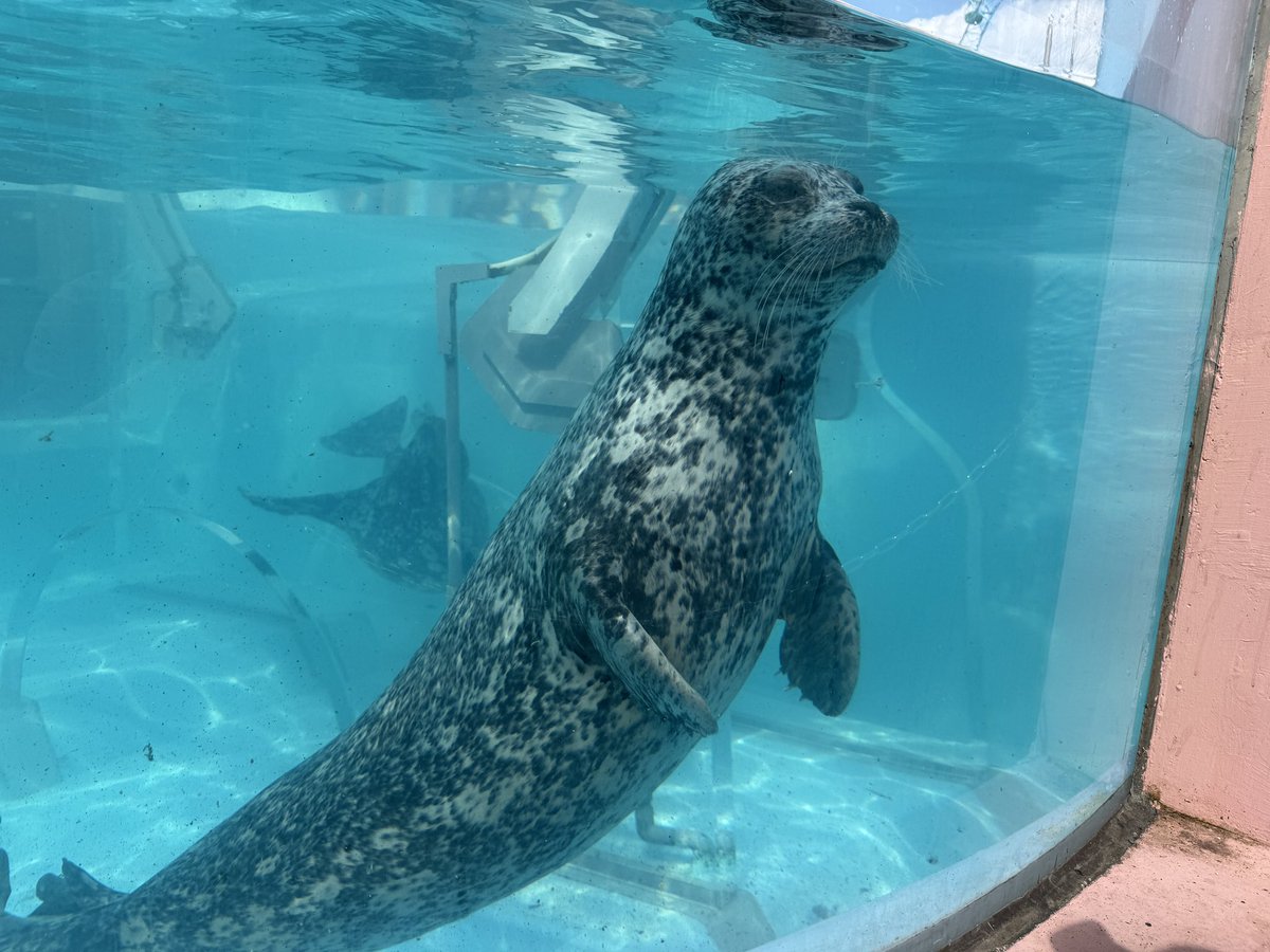 shimanose's tweet photo. 登別マリンパークニクス🐠 https://t.co/C5Z5rL4hDc