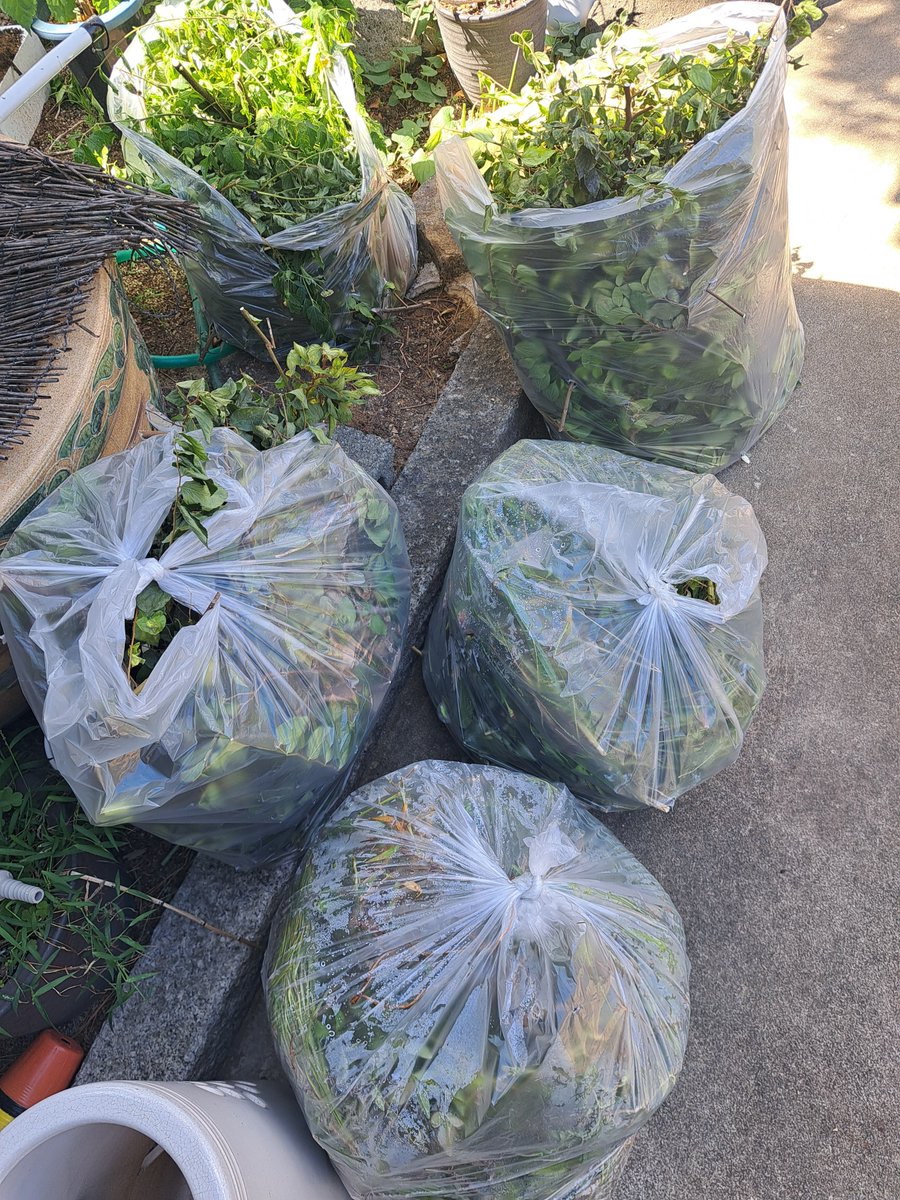 hiroking1974's tweet photo. 北海道遠征行けなかった代償  草刈りの刑
(`・ω・)✄🌱🌱🌱

ぜんぶ待機中期間デイトレ ボロ負けのせいだ🥲︎ https://t.co/qNomLQehx0