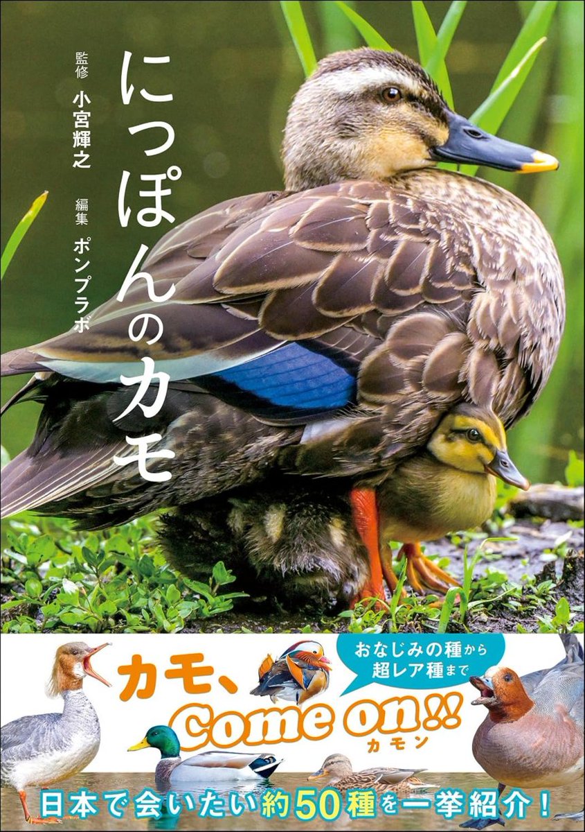 denfaminicogame's tweet photo. 【本日限定】書籍『にっぽんのカモ』Kindle版が“72％オフ”となる日替わりセールを開催中。1760円→499円で購入できる
https://t.co/48UPt2F8yz

日本で見られる“約50種”のカモを写真とともに解説。オスとメスの見た目の違いや生態のほか、カモに会えるスポットも紹介 https://t.co/JpRnaVkoLk