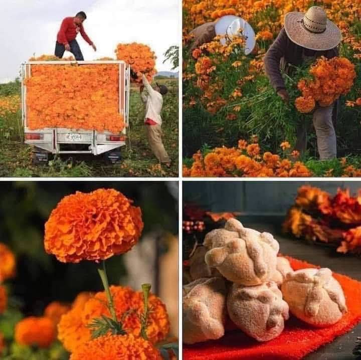 Becka4T's tweet photo. Ya se fue el olor a pozole, ahora viene el olor a flor de cempasúchil. ❤️ https://t.co/TE3p13kkvI