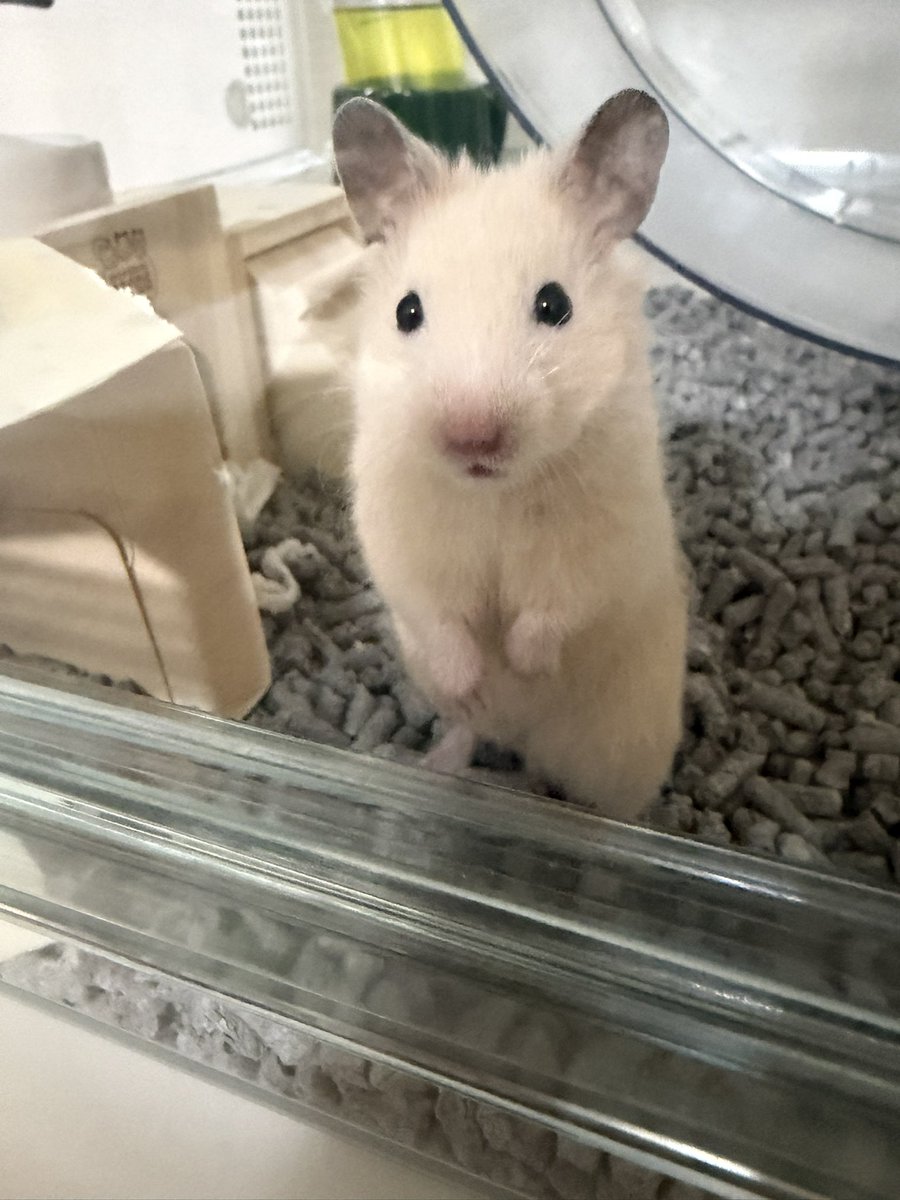 kiamot_3's tweet photo. このプロンプトめちゃくちゃかわいいな https://t.co/91k1y7PWLv