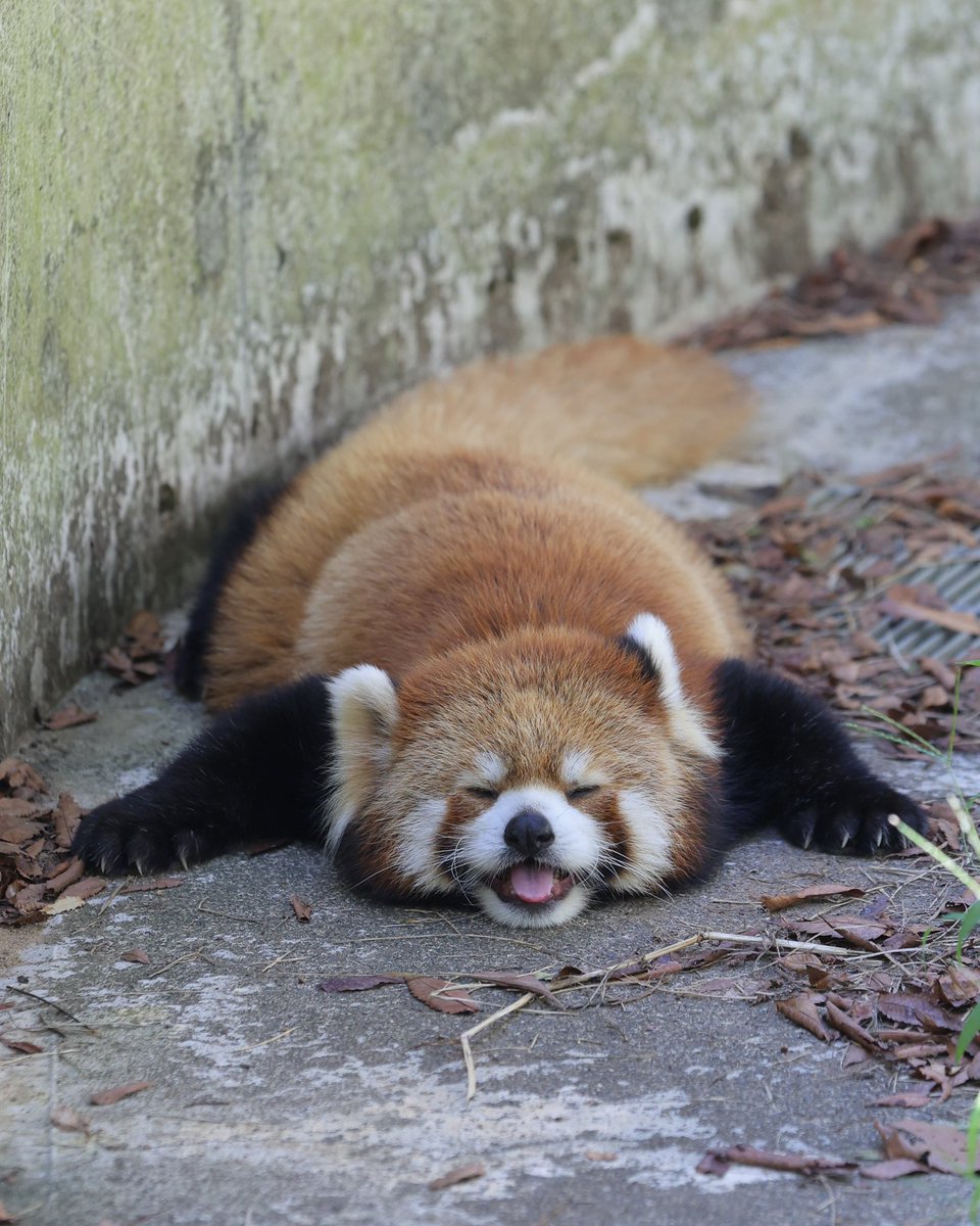 takealien's tweet photo. #redpandasploot 
#モッチー 
#モッチーは宇宙一かわいい
#鯖江市西山動物園 https://t.co/O4FbDRMZ2H