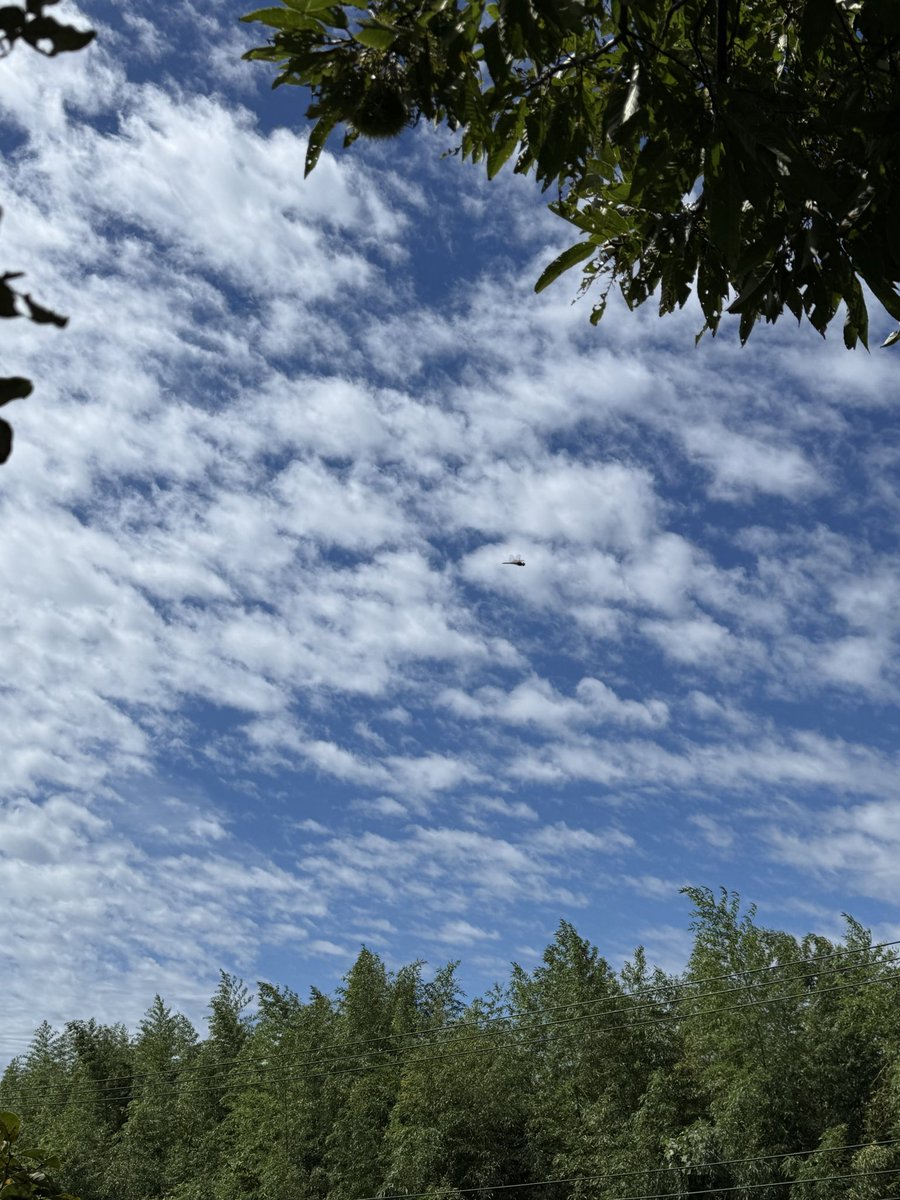 okko4126's tweet photo. 台風一過のお天気です。

昨日は、一日中警報が鳴りっぱなしでした。
我が家は大丈夫でも、すぐ下方にある崖っぷちの小川沿いや鎌倉、三浦方面は、かなり被害がでたようです。
お見舞いいたします。 https://t.co/6bO2s8VX1T