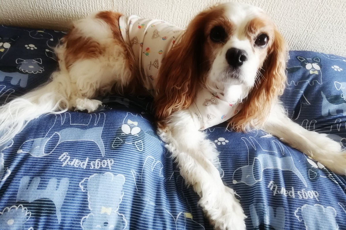 latte_time's tweet photo. 生後9年1ヶ月5日 🆕クッション🐶
#dog #cavalier #キャバリア https://t.co/WhZuJJpi5c