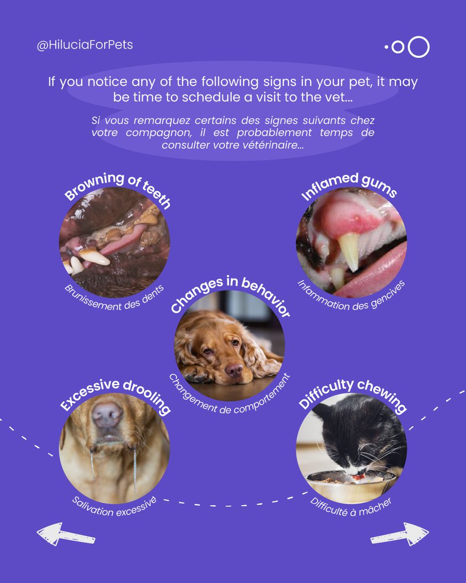 sofiathompsonw5's tweet photo. Guess who’s back? Lucia! In this next “Hi, Lucia! ” series, we’re exploring the benefits of Hilucia™ for Pets—starting with oral health. Our ingredients make kibble and dental treats irresistible while supporting better oral health. https://t.co/JhawyITFkE