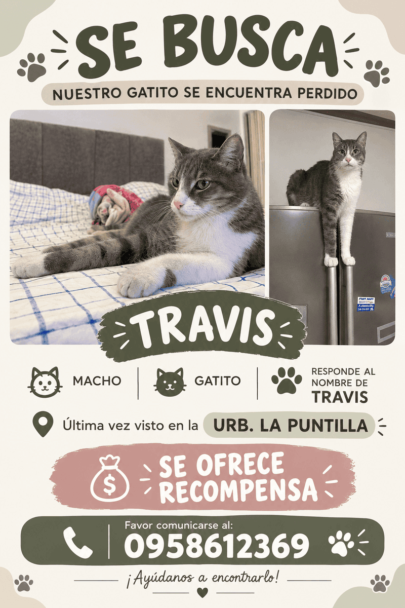 AlertaMePerdi's tweet photo. #PERDIDO #SAMBORONDON
Nombre: #Travis
Fecha: 2026-09-10
Sector: Norte, Samborondon
Sexo: Macho
Raza: atigrado gris y blanco.
Observación: Gatito macho, pelaje atigrado gris/café con pecho y zonas inferiores blancas.
Contacto: 0958612369
¡Ayúdalo a volver con su familia! https://t.co/FHcJzsq7pS