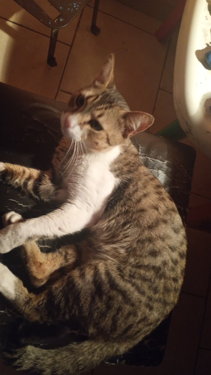 CherryBoM1221's tweet photo. I've had a lot of shitty days. (Look at my son✨💕) #Cats #Cat #fyp https://t.co/UA4lEMS3Fx