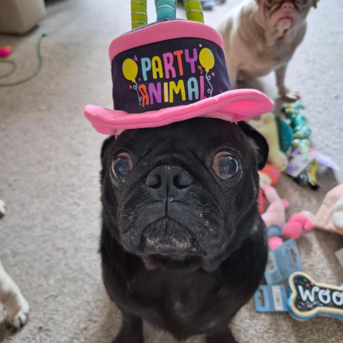 marcolennert's tweet photo. Plushie friends, please join me in wishing my sweet boy Marley a very happy 5th birthday! https://t.co/an3kSUvwcO