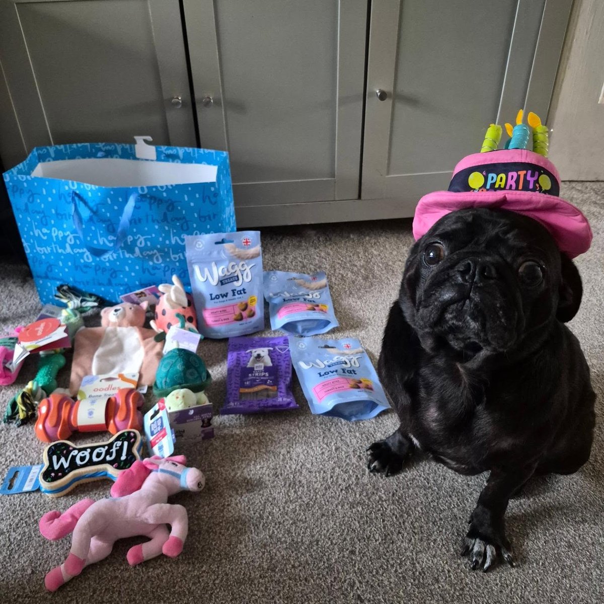 marcolennert's tweet photo. Plushie friends, please join me in wishing my sweet boy Marley a very happy 5th birthday! https://t.co/an3kSUvwcO