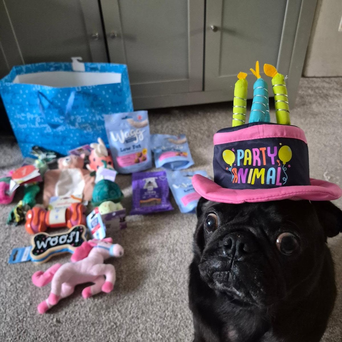 marcolennert's tweet photo. Plushie friends, please join me in wishing my sweet boy Marley a very happy 5th birthday! https://t.co/an3kSUvwcO