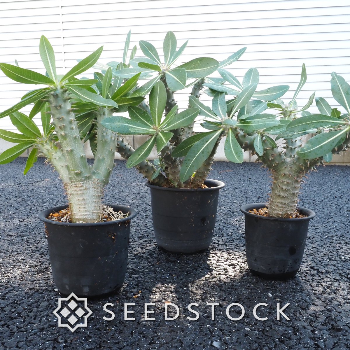 seedstock_jp's tweet photo. こんにちは☀️buruです！
先週の久しぶりに晴れた日に、実生で育てているパキポディウムの植え替えをしました。
大きめの鉢にお引っ越しして、根っこもしっかり整理完了です👍小さな種からこんなに力強く育つのを見ると感動しますね✨

🔽パキポディウムの育て方やコツについては、こちらの記事で詳しくまとめています。これから挑戦してみたい方や育成中の方は、ぜひ覗いてみてください！

#園芸 #bonsai #パキポディウム #塊根植物 #ガーデニング #播種 #種子 #実生 #植物好き #植物育成 #成長記録 #植物のある暮らし #植物好きと繋がりたい