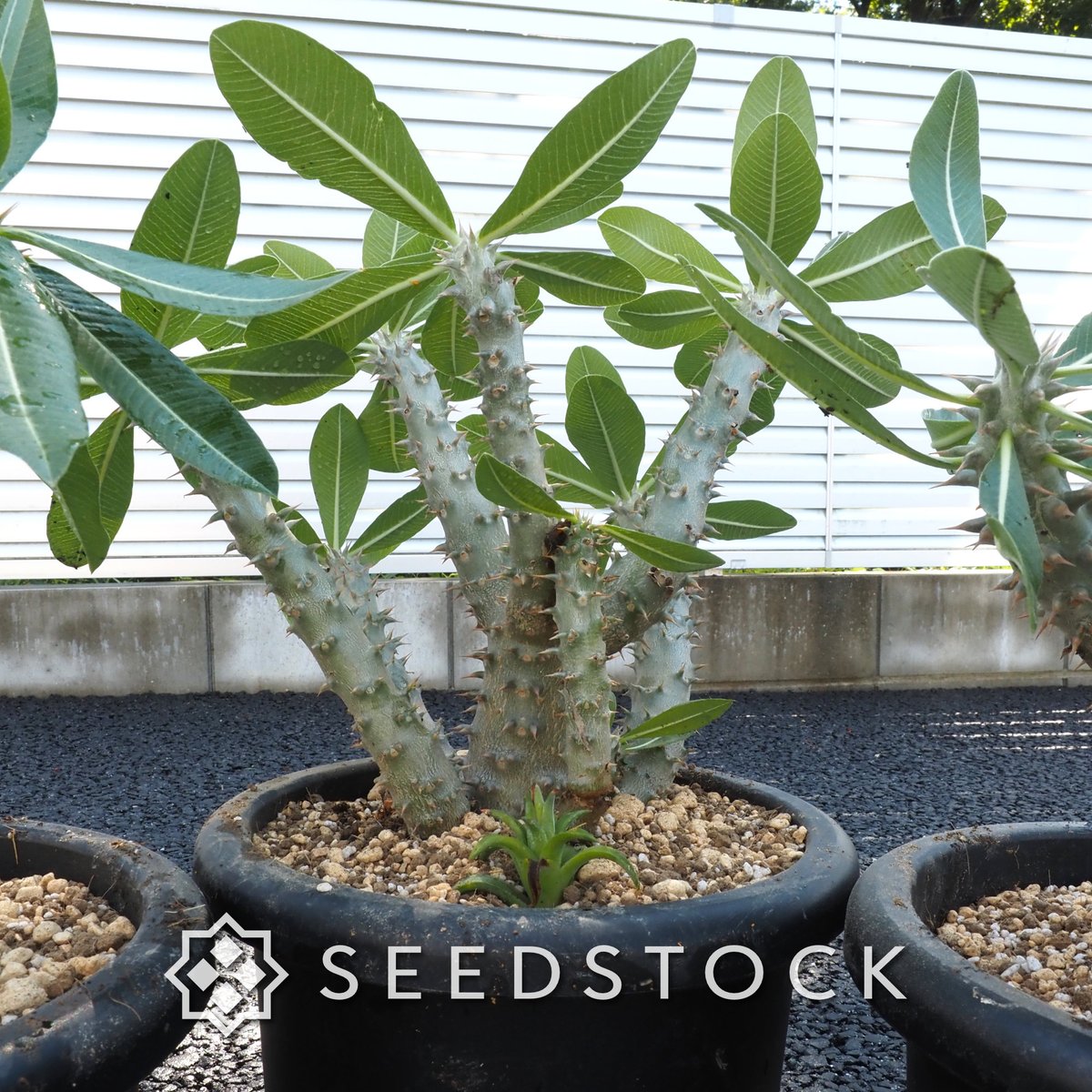 seedstock_jp's tweet photo. こんにちは☀️buruです！
先週の久しぶりに晴れた日に、実生で育てているパキポディウムの植え替えをしました。
大きめの鉢にお引っ越しして、根っこもしっかり整理完了です👍小さな種からこんなに力強く育つのを見ると感動しますね✨

🔽パキポディウムの育て方やコツについては、こちらの記事で詳しくまとめています。これから挑戦してみたい方や育成中の方は、ぜひ覗いてみてください！

#園芸 #bonsai #パキポディウム #塊根植物 #ガーデニング #播種 #種子 #実生 #植物好き #植物育成 #成長記録 #植物のある暮らし #植物好きと繋がりたい