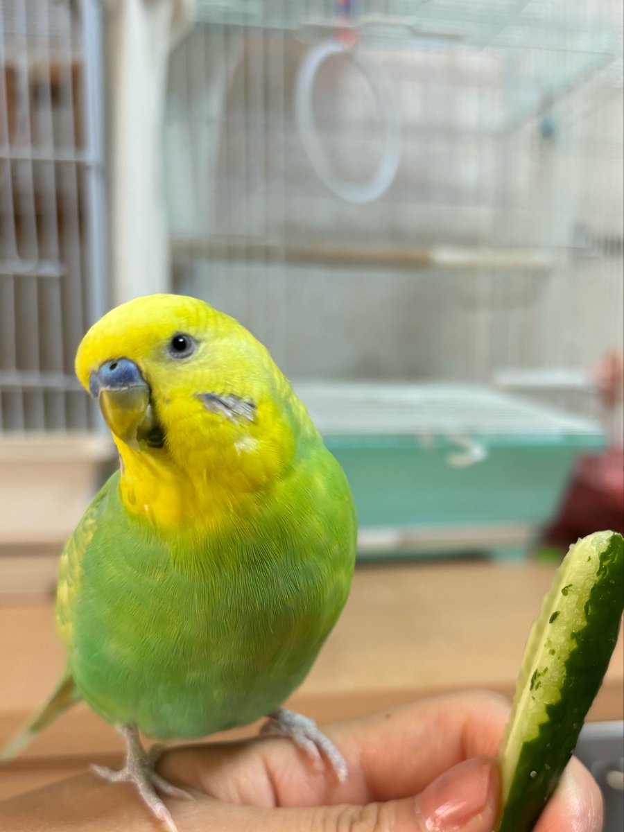 inkomaigoo's tweet photo. 迷いインコ探してます
•2026/9/22 午前10時半ごろ
•セキセイインコ
•頭が黄色で体が黄緑色
•オス
•京都市伏見区向島付近 https://t.co/6kRfkgI2BZ