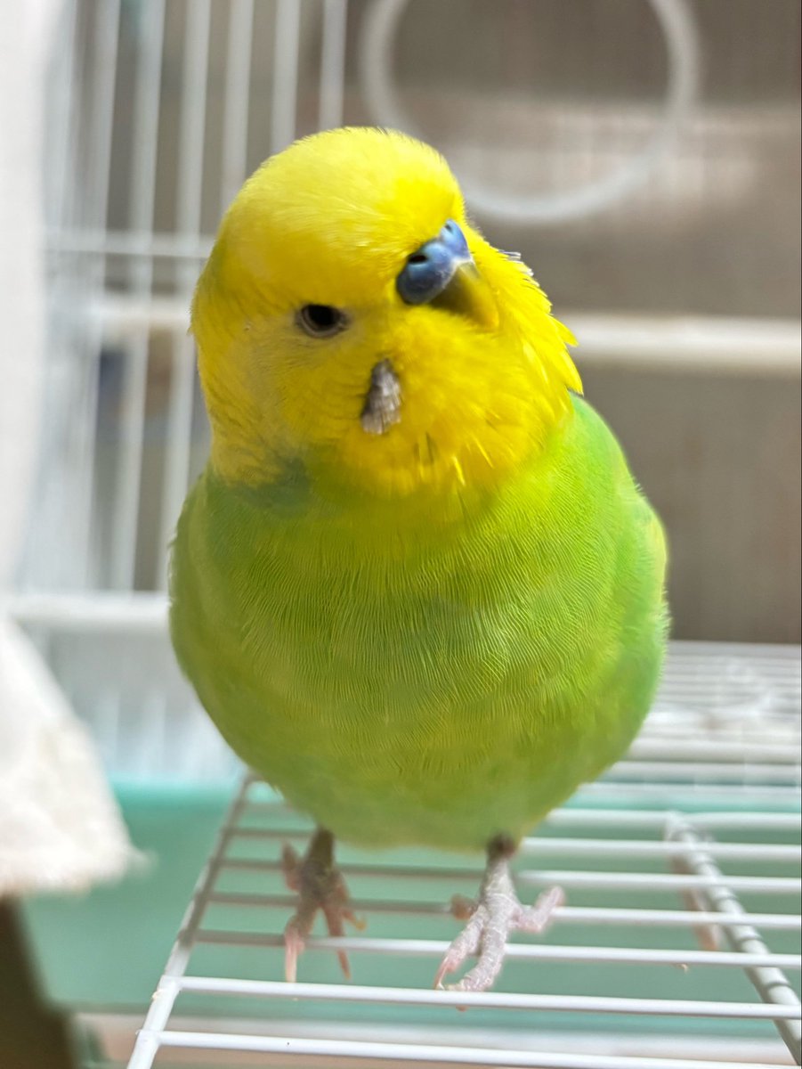 inkomaigoo's tweet photo. 迷いインコ探してます
•2026/9/22 午前10時半ごろ
•セキセイインコ
•頭が黄色で体が黄緑色
•オス
•京都市伏見区向島付近 https://t.co/6kRfkgI2BZ