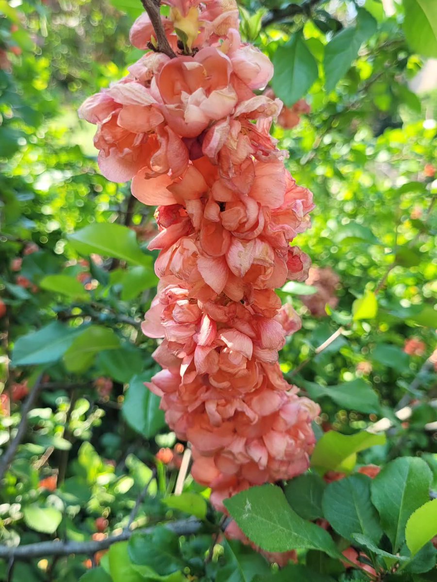 KevaBarelldlrk's tweet photo. Photo by Леся Р. on July 04, 2026. May be an image of flower, stone-fruit tree and text. https://t.co/uqV7D9Fann
