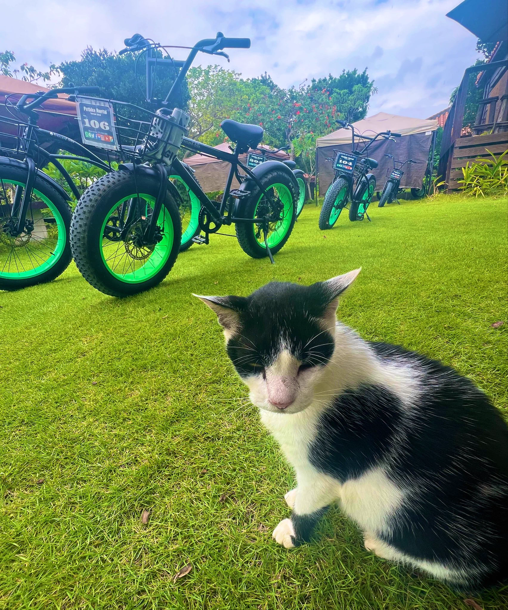 ファットバイクレンタル竹富島 on X: 