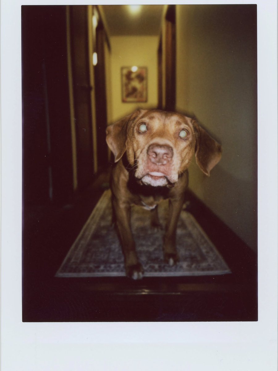 jamesallena8apy's tweet photo. 8-11-26 - Cute and slightly spooky 
Lomo Instant Wide Glass https://t.co/X3DR9hOL1P