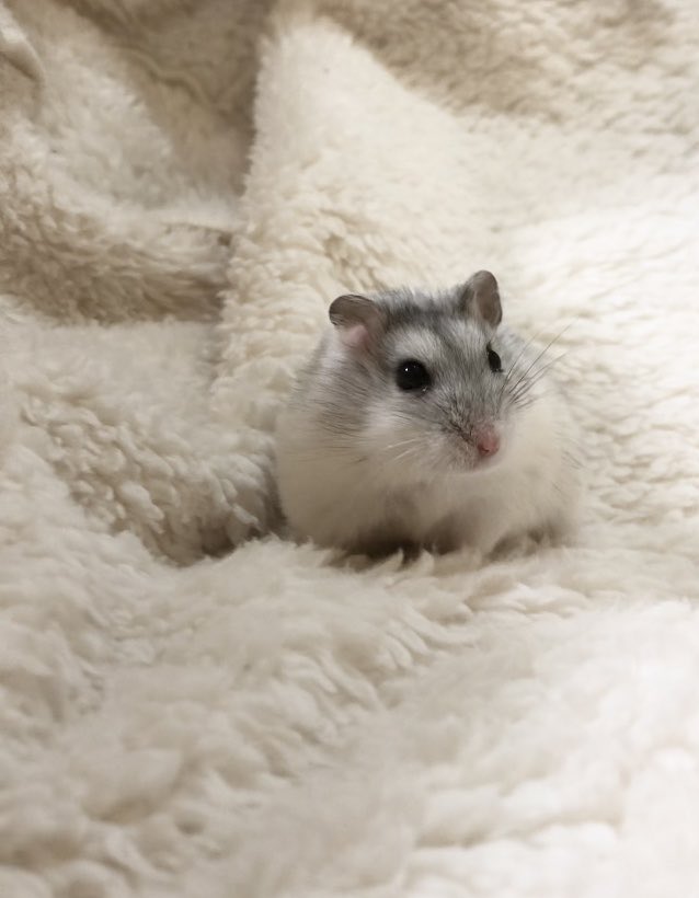36_1970's tweet photo. ハムドリル🐹🌀 https://t.co/k9rtW9wZO0