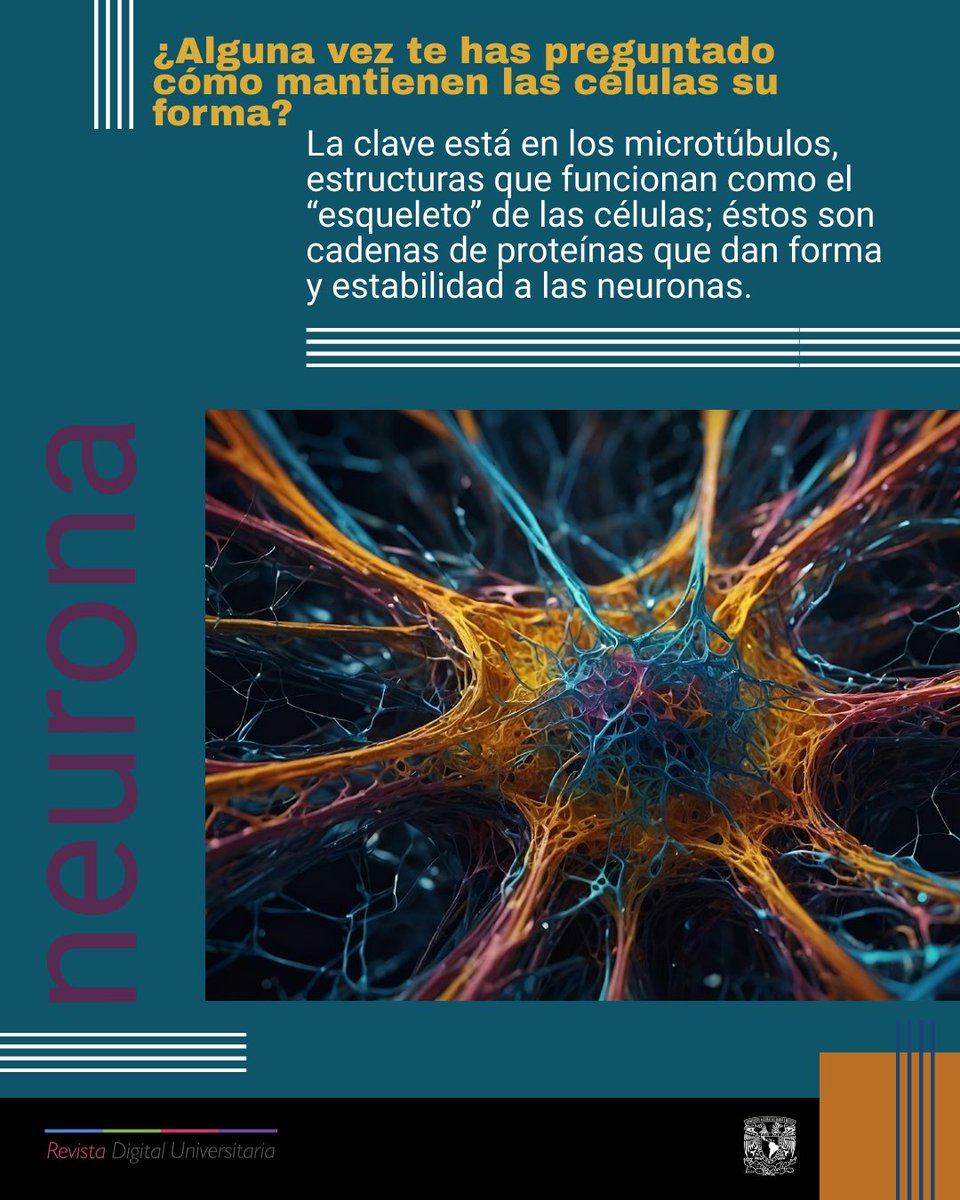 rdu_unam's tweet photo. 💔“Cuando el corazón afecta la mente: la conexión entre hipertensión y Alzheimer”🧠
🔗https://t.co/6kQvXpZkAH https://t.co/2jJiwIMijv