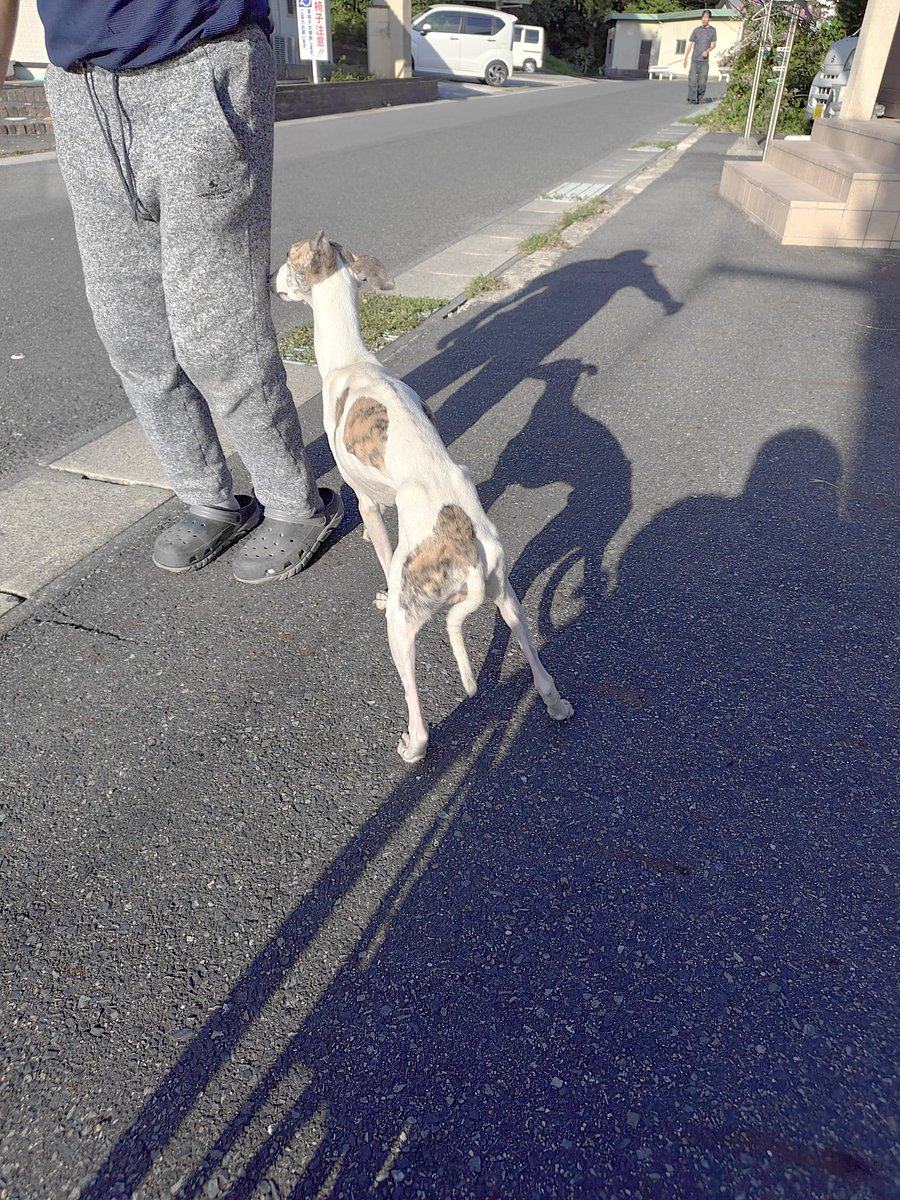 XX9769696887367's tweet photo. 【迷子犬・飼い主さんを探しています】

9月22日、岡山県美作市楢原付近で、かなり痩せた犬を保護しました。

・人に慣れていて、おとなしい犬です
・人が触っても嫌がりません
・かなり痩せており、肋骨や腰まわりの骨が目立ちます
・写真の犬に心当たりのある方はいませんか？
現在は安全な場所で保護されています。
飼い主さん、またはこの犬をご存じの方がいましたら、情報をお願いします。
岡山県内で拡散していただけると助かります。
#迷子犬 #保護犬 #岡山県 #美作市 #美作市楢原 #迷い犬 #飼い主探し