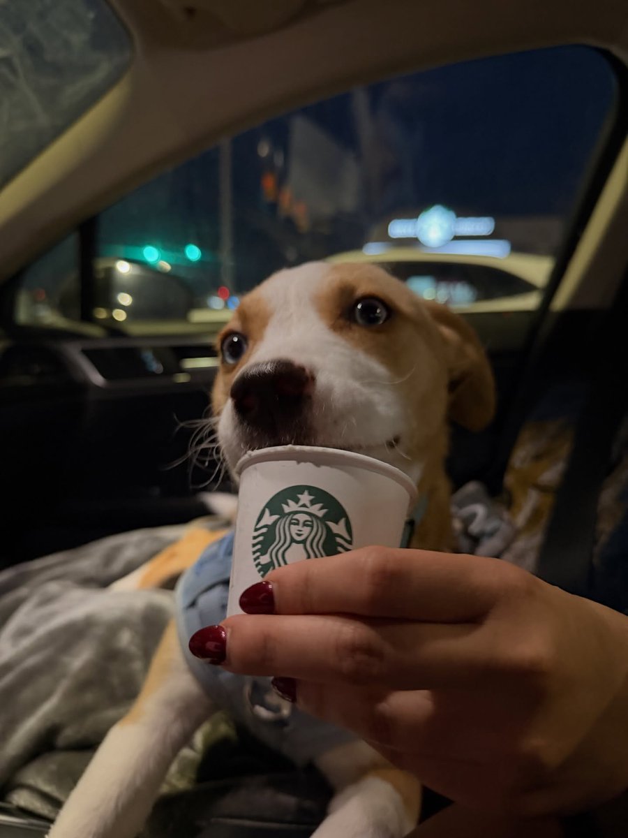 ANDRE84OLIVEIR1's tweet photo. Baby girl’s first pup cup. https://t.co/828Tpr6BOS