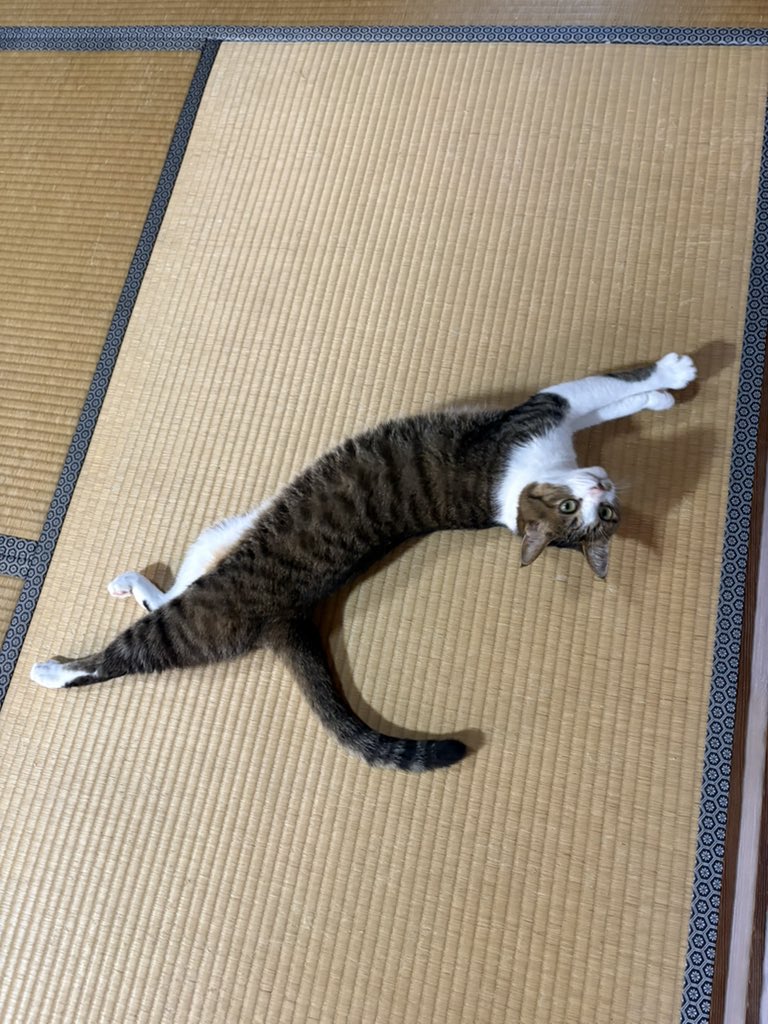 karoreenak's tweet photo. 朝イチセクシーポーズからの、
猫おじさんとウォーキングからの、
陸路耐久6時間の旅。 https://t.co/p8jCrGZPky