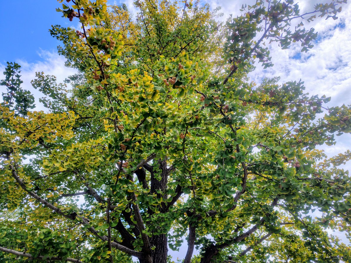 trc_dvu's tweet photo. すっかり秋の気配🍂
ギンナン、青空⛅
なかなか匂っています🙂 https://t.co/TkA8mKsUBS