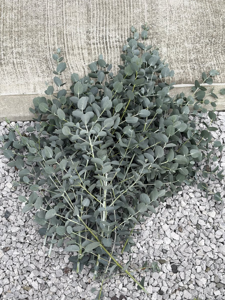 oku3chapi's tweet photo. 台風のせいで家のユーカリ倒れちゃったから、ドライフラワーにでもし��やりますかね♪~ ᕕ(ᐛ)ᕗ https://t.co/qIFD0QvneP