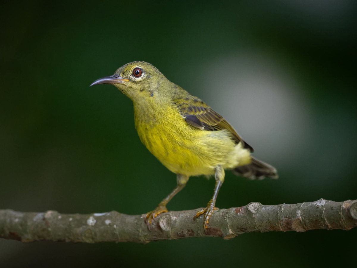 BP_Chua's tweet photo. Brown-throated Sunbird
#bird #nature #wildlife #animal #photography #sunbird https://t.co/LDCQxHVjNV