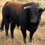 Photo by Toros Ecuador (@TOROSECUADOR)