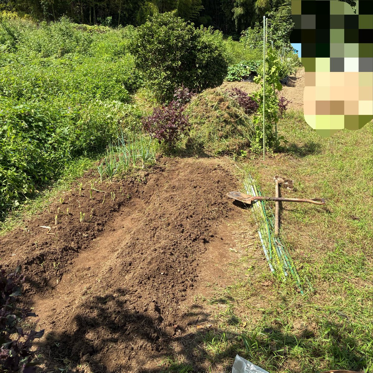 ko_zuya's tweet photo. （消しそう）素人の畝作り。人力。結構それらしく無いですか？
色々引き際は近そうですが、お手伝いでした https://t.co/kGbZLiRdse