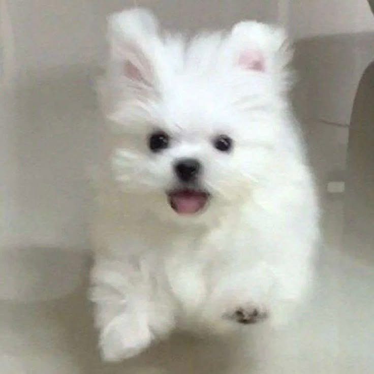 rosecense's tweet photo. @nebulae_m น้อ (เพิ่งเห็นชมว่าเก่งแล้ว) https://t.co/8C8EQFjiPI