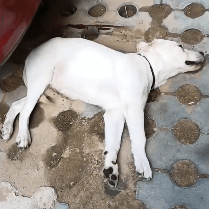 anna_yuLex's tweet photo. Nothing beats coming home to a wagging tail waiting for you. Your pet’s love is the warmest welcome every single day. https://t.co/S8OJSfB5Ko