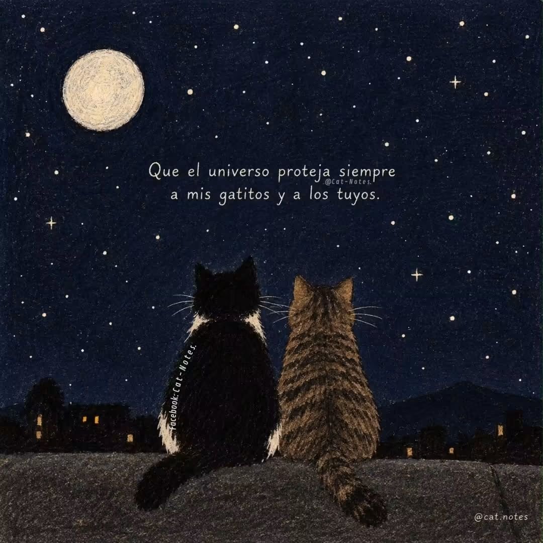 brillos41's tweet photo. 🤞que el universo proteja siempre a mis gatitos y a los tuyos ✨ https://t.co/QzPDL3x3Vx