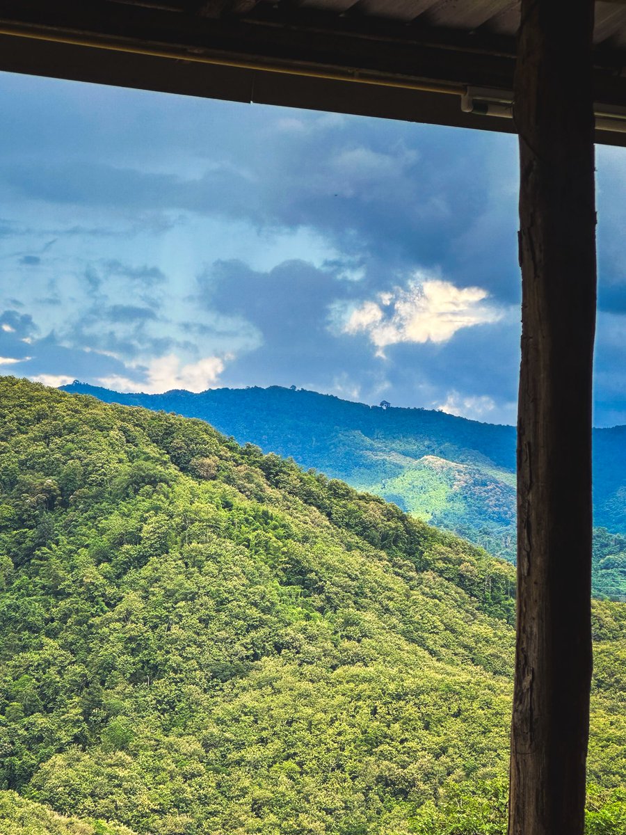 _imkoya's tweet photo. Wanna take in all this green https://t.co/yucJEC80OG