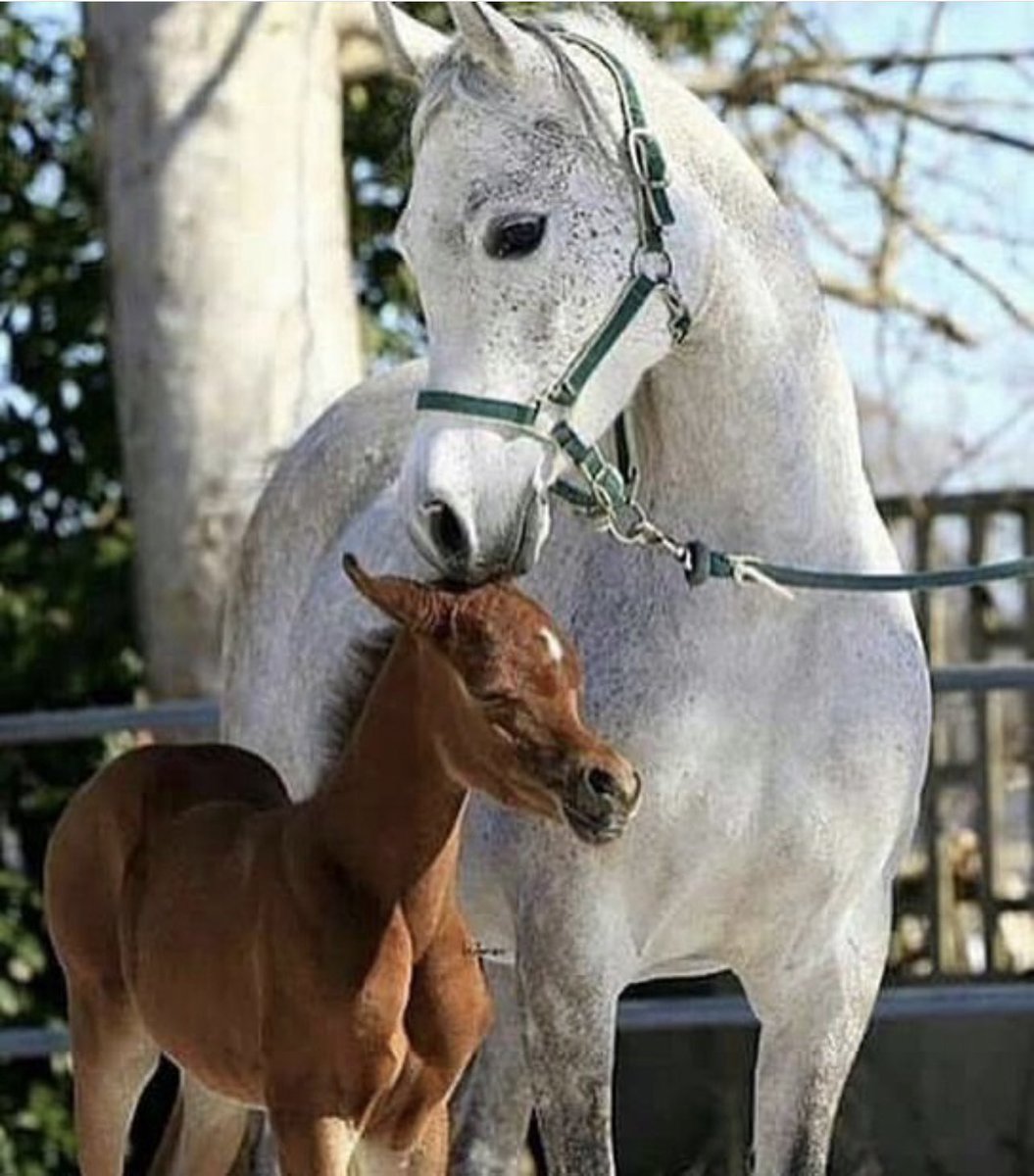 hane8511's tweet photo. #الصباح ليس مجرّد بداية، 

بل برهان بسيط أن #الحياة 

تمضي، وأن #الضوء، مهما تآخر، 

يعرف طريقه. 

#صباح_الورد 🌷 🇸🇦🇸🇦 https://t.co/8SiGKSbvn4
