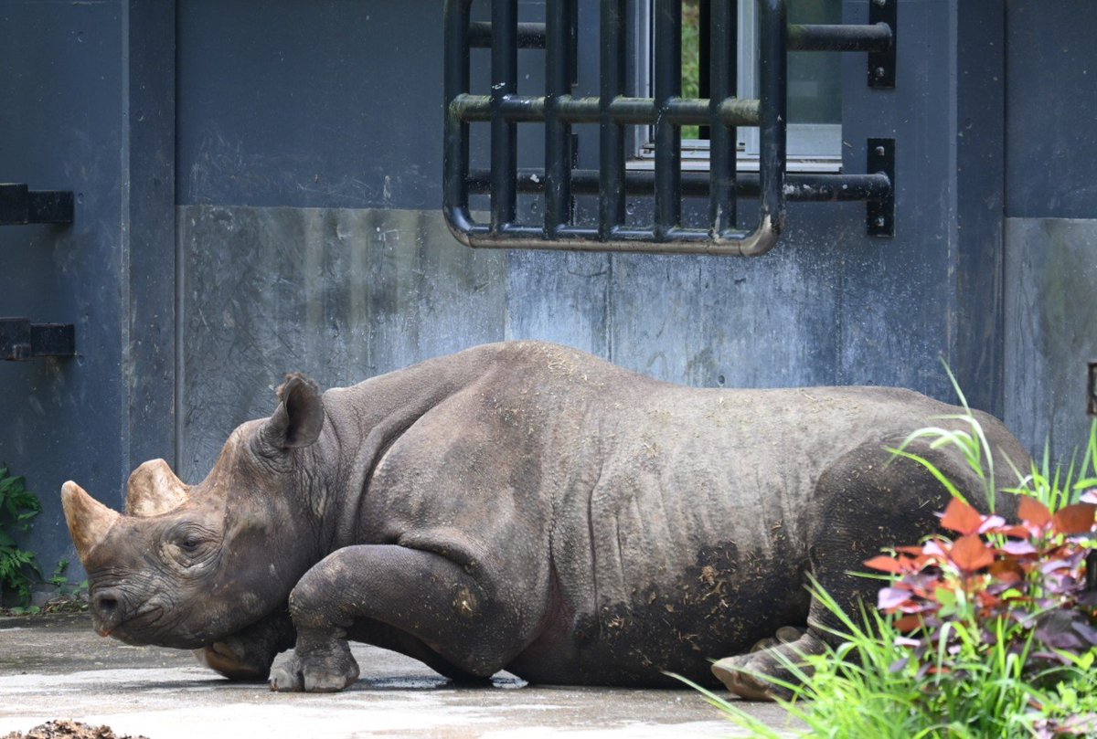 kurutu6's tweet photo. うとうと…💤　
前脚がかわいいね　
ランちゃん🦏💕

📷️2026.8
 #盛岡市動物公園　#クロサイ
#世界サイの日　#ラン https://t.co/ekMTLOJySV