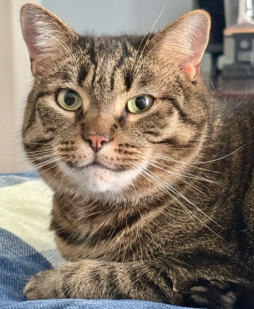 MissyBBBobtail tweet picture