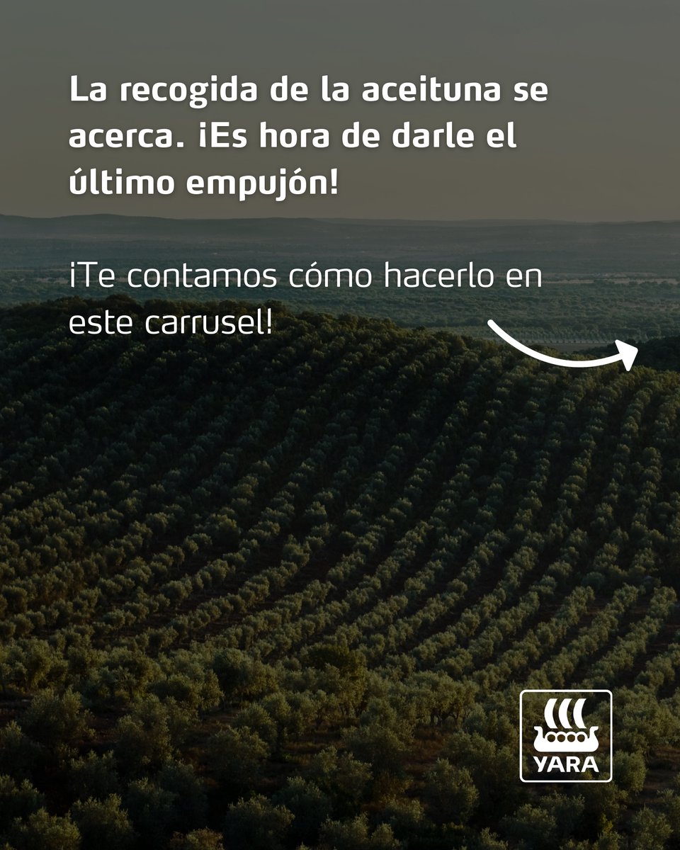 YaraIberian's tweet photo. 🚀 ¡Remata el desarrollo de tu aceituna antes de la recogida!

🫒 En esta etapa final, el olivo afronta un momento clave para completar el desarrollo de la aceituna y llegar a la recogida en las mejores condiciones. Mantener un buen estado del cultivo será fundamental para favorecer la formación del rendimiento graso.

🌡️ Además, después de semanas de altas temperaturas y escasez de agua, el olivo puede haber sufrido situaciones de estrés que afecten a su estado nutricional y a su actividad fotosintética, condicionando el desarrollo y la calidad final de la aceituna.

Para acompañar al olivo en este tramo final, te recomendamos:
✅ YaraVita™ AGRIPOTASH.
✅ YaraAmplix™ OPTIMARIS.

🚜 Ambos productos son de aplicación foliar y pueden combinarse con otros tratamientos compatibles, facilitando la optimización de las aplicaciones en campo.

🌟 ¡Porque hasta el último momento cuenta!

@yara @YaraEurope 

#bioestimulantes_y_foliares