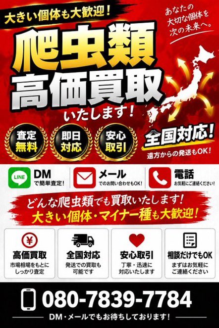 peach_chan_8's tweet photo. 全国対応！
爬虫類買取強化中です‼️

是非一度お問い合わせお願いします🙇

お客様一人一人のご都合に合わせて
ご対応可能です‼️ https://t.co/AawXu4AJ05