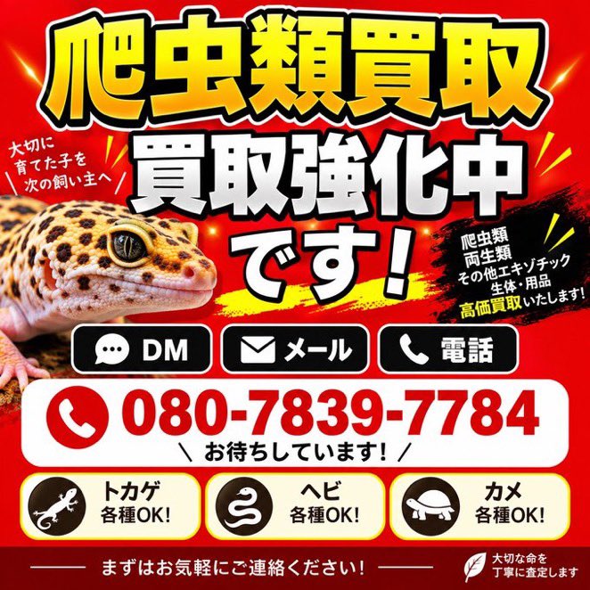 peach_chan_8's tweet photo. 全国対応！
爬虫類買取強化中です‼️

是非一度お問い合わせお願いします🙇

お客様一人一人のご都合に合わせて
ご対応可能です‼️ https://t.co/AawXu4AJ05