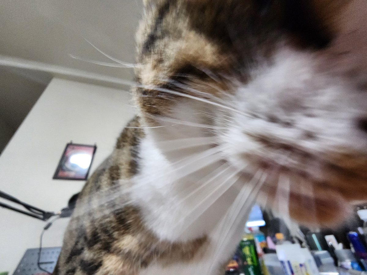 daikon01_2's tweet photo. 俺と猫の距離感 https://t.co/QfPySUT8mV