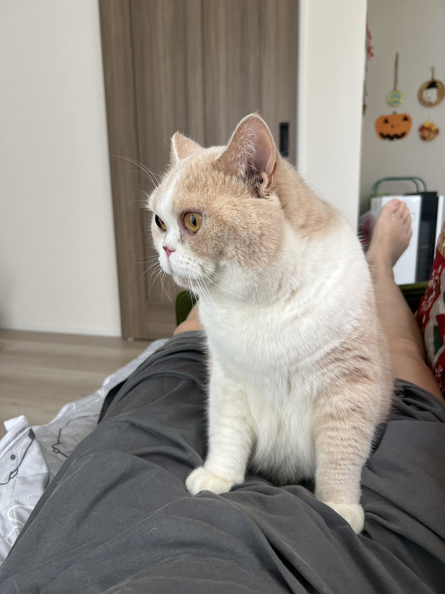 nekonomeiji's tweet photo. 妊婦ごっこ パート2😹

産まれたのはこえだちゃん🐈 https://t.co/cmJpoLC9GP