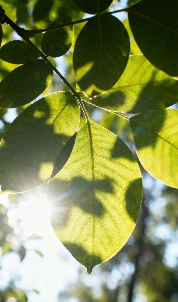 ralfdietaube's tweet photo. New to photography Start with mastering natural light—golden hour (1hr after sunrise, 1hr before sunset) gives warm, soft tones that make every shot pop. https://t.co/i8CUdFBmrB