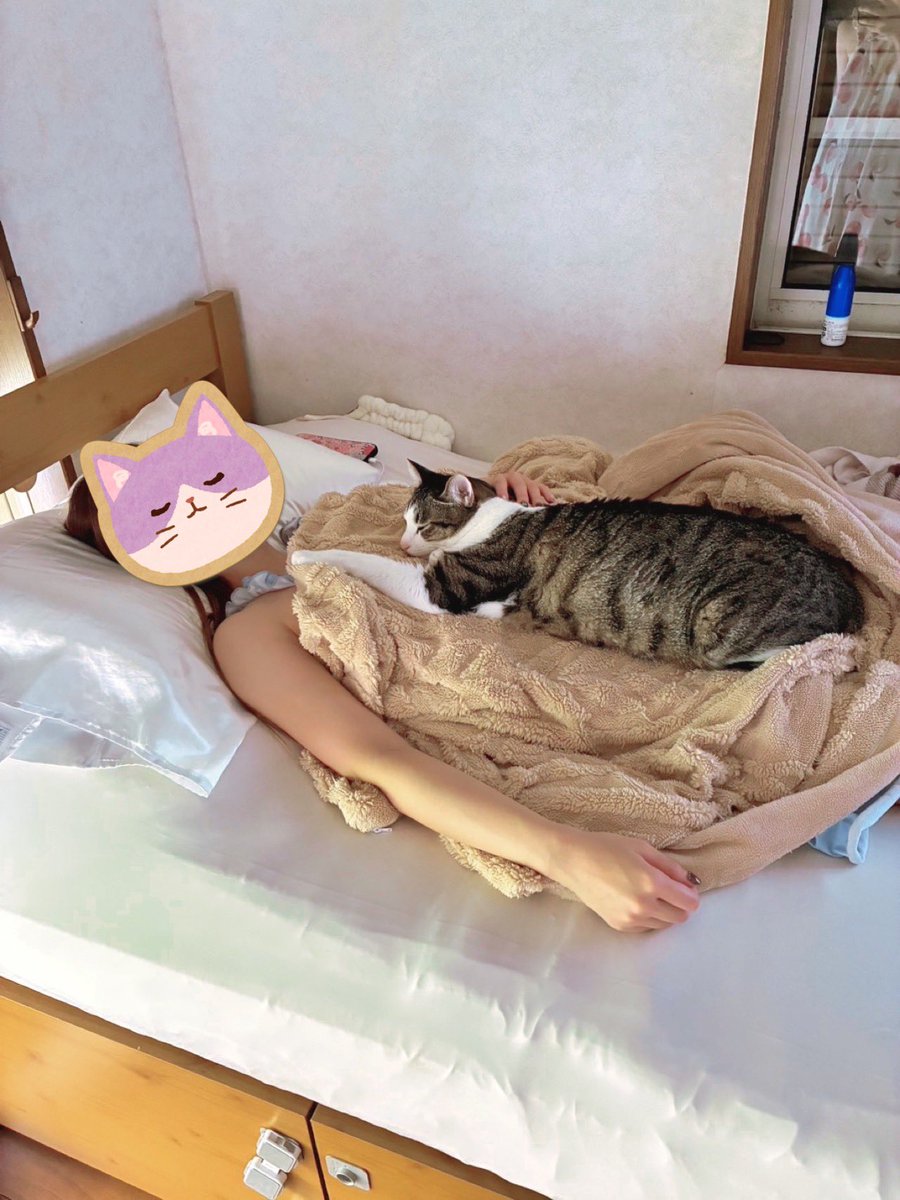 chakohakulog's tweet photo. ひたすら猫と寝てるシルバーウィーク。 https://t.co/M6ATSLxN9j