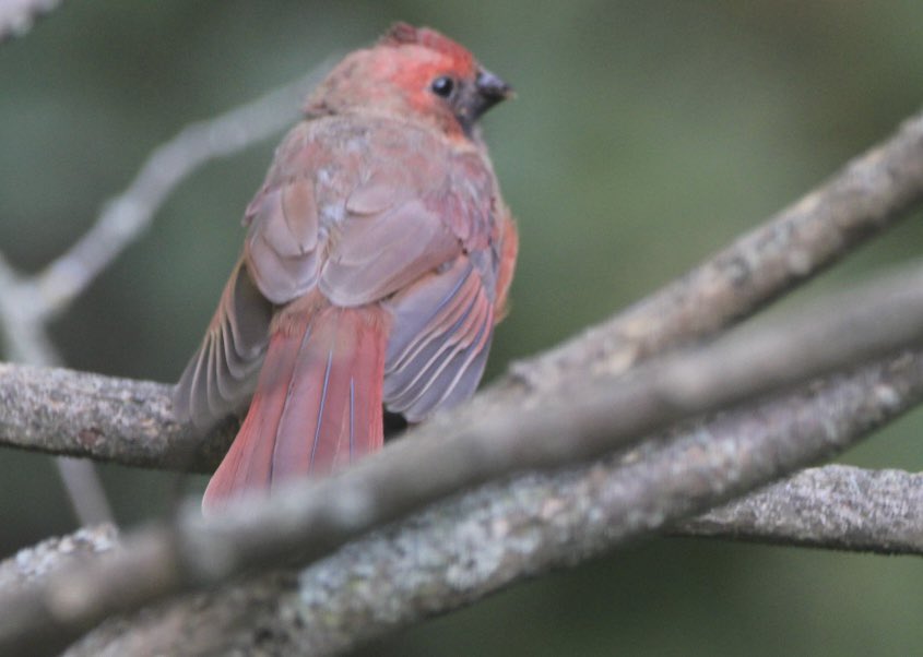 CatharineYogi's tweet photo. Just so very cute! Waiting for and watching Mama, this adorable fledgling makes bird watching truly amazing ❤️ #northerncardinal #birds #birdphotography #BirdTwitter #TwitterNatureCommunity #TwitterNaturePhotography ❤️ https://t.co/vjagDIrXPm